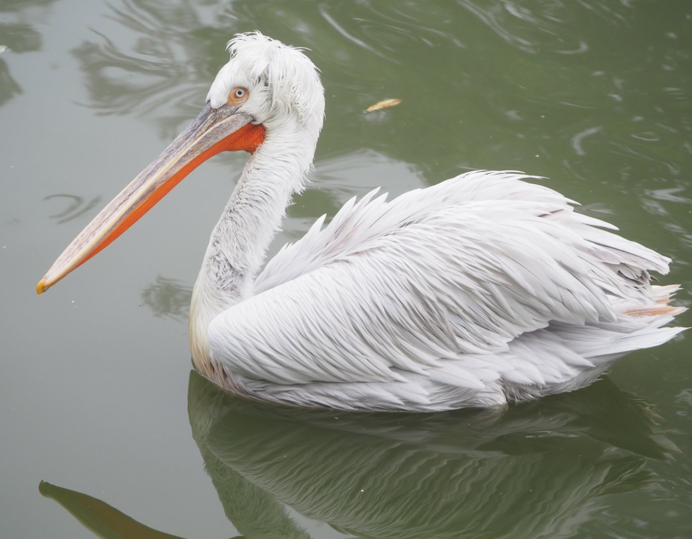 Dalmatian pelican (Pelecanus crispus), 2021-10-10