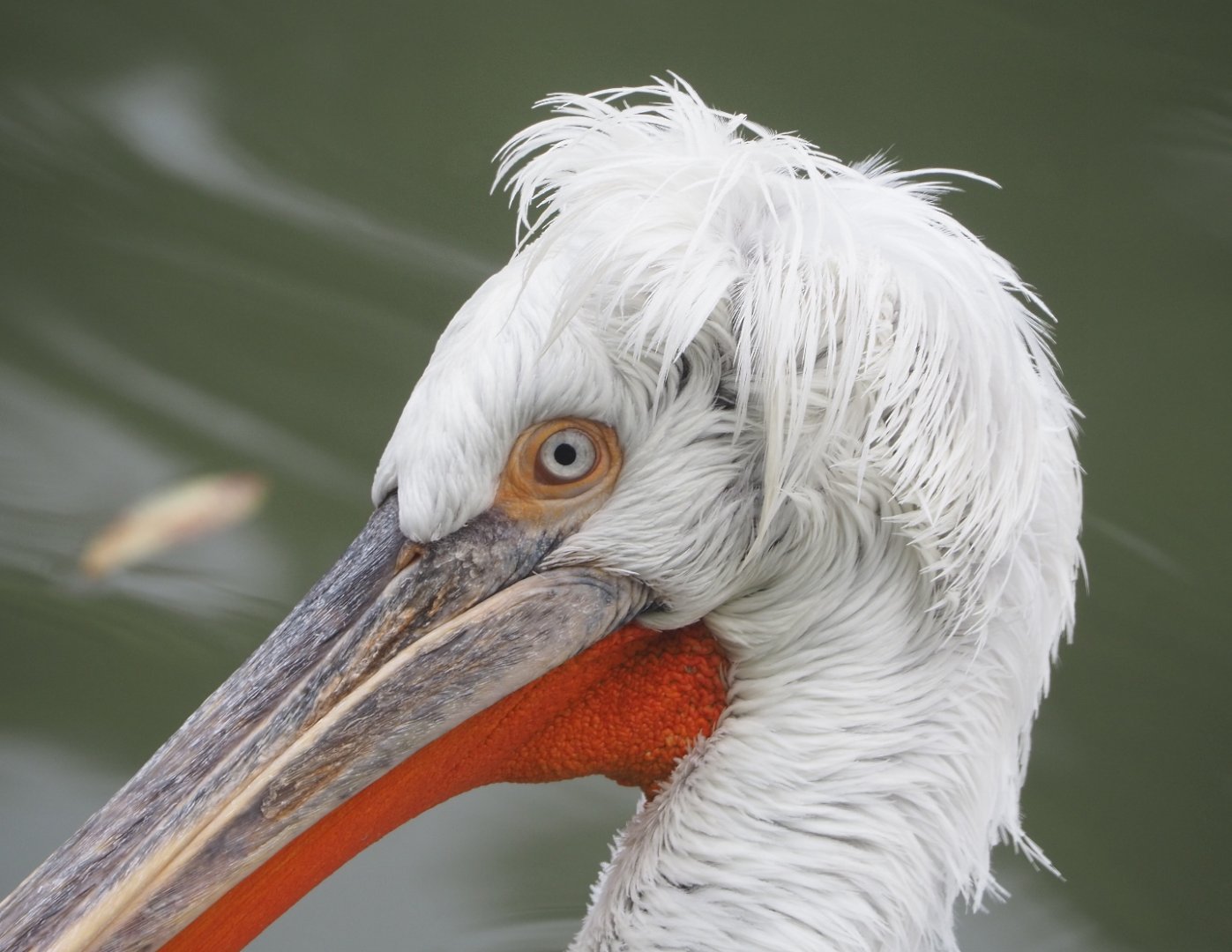 Dalmatian pelican (Pelecanus crispus), 2021-10-10