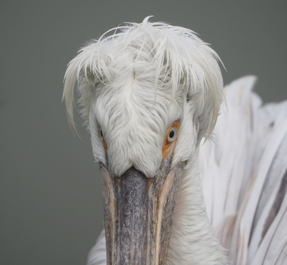 Dalmatian pelican (Pelecanus crispus), 2021-10-10