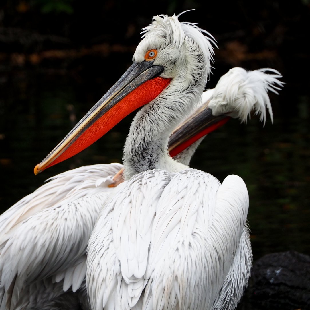 Dalmatian pelican (Pelecanus crispus), 2021-11-06