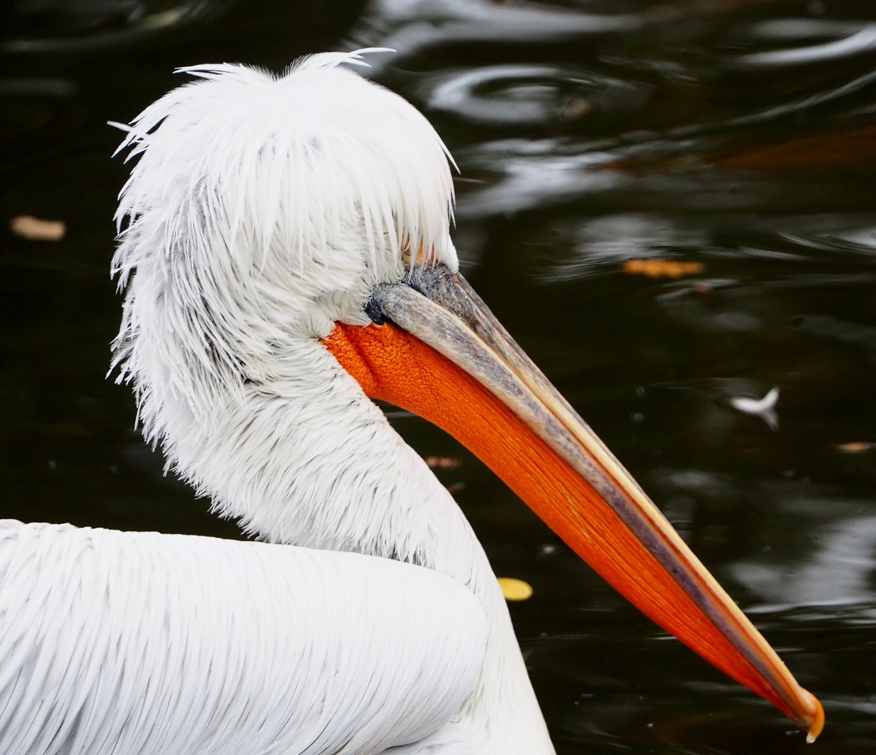 Dalmatian pelican (Pelecanus crispus), 2021-11-06