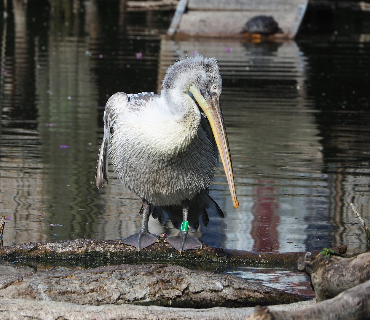 Dalmatian pelican (Pelecanus crispus), 2022-05-28