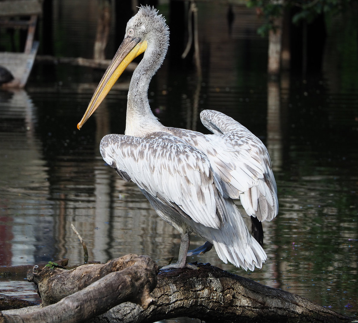 Dalmatian pelican (Pelecanus crispus), 2022-05-28