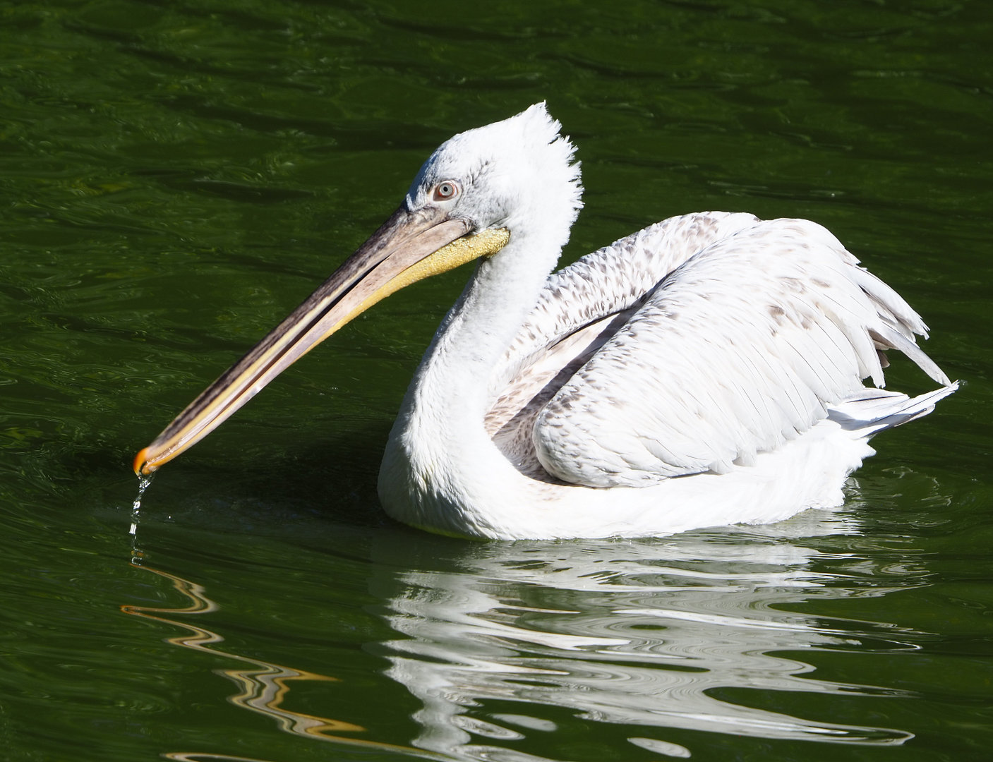 Dalmatian pelican (Pelecanus crispus), 2022-06-15