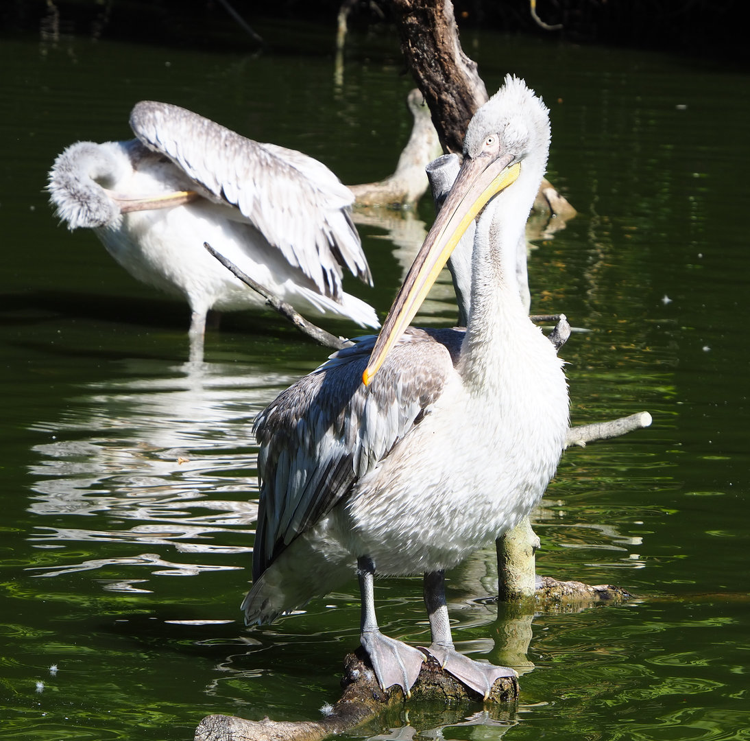 Dalmatian pelican (Pelecanus crispus), 2022-06-15