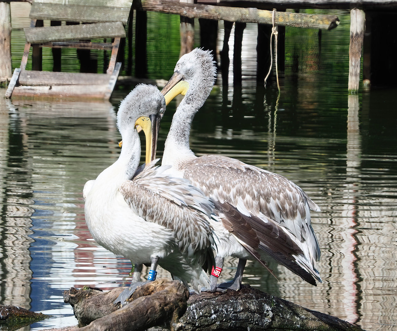 Dalmatian pelican (Pelecanus crispus), 2022-07-03