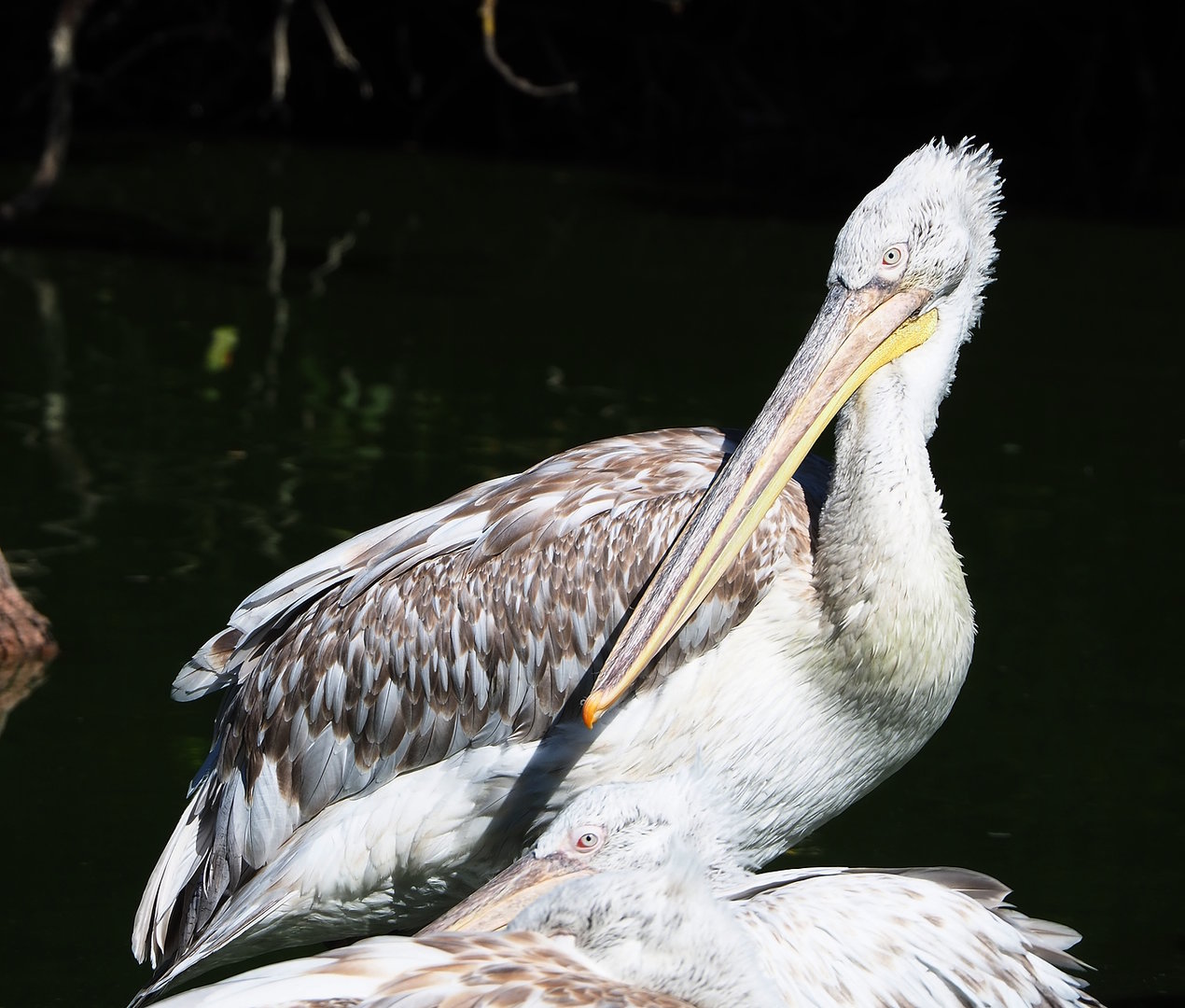Dalmatian pelican (Pelecanus crispus), 2022-07-16