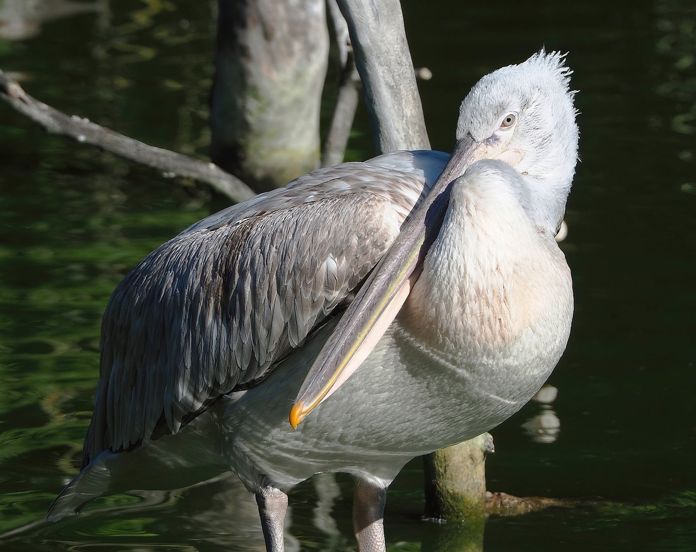 Dalmatian pelican (Pelecanus crispus), 2022-08-07