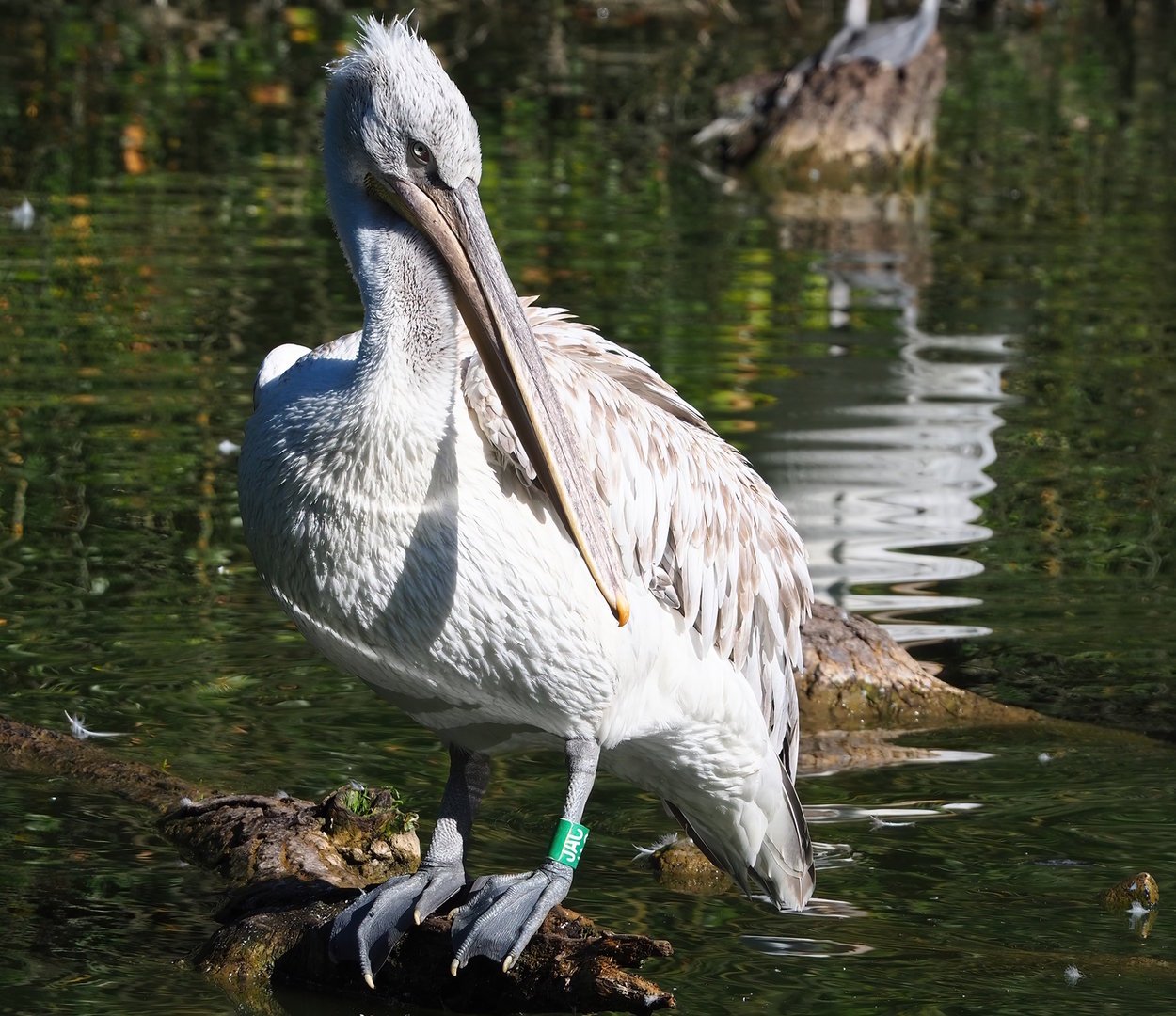 Dalmatian pelican (Pelecanus crispus), 2022-08-07