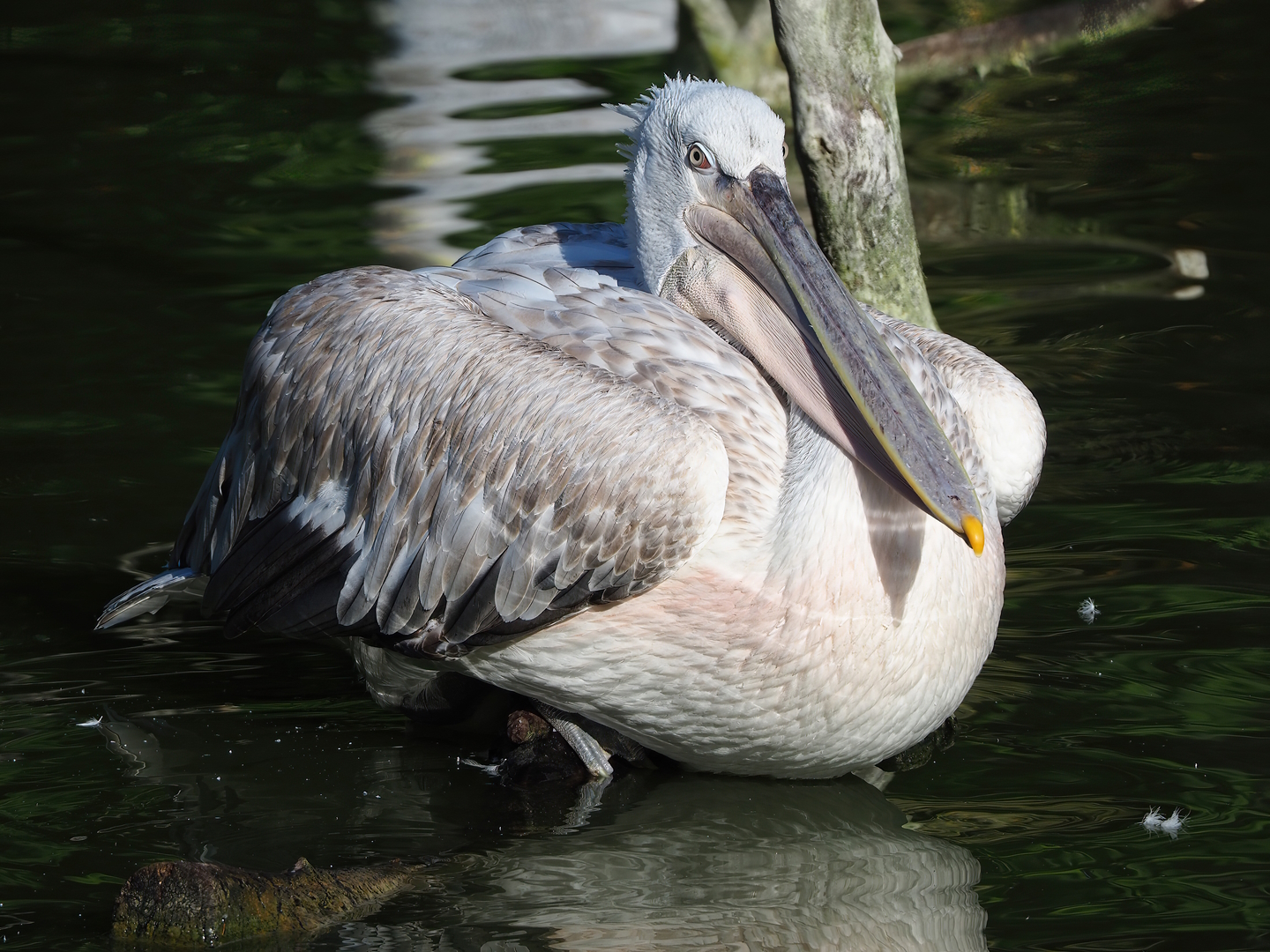Dalmatian pelican (Pelecanus crispus), 2022-09-12