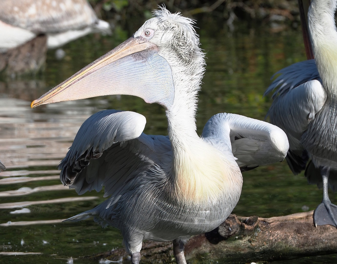 Dalmatian pelican (Pelecanus crispus), 2022-09-12