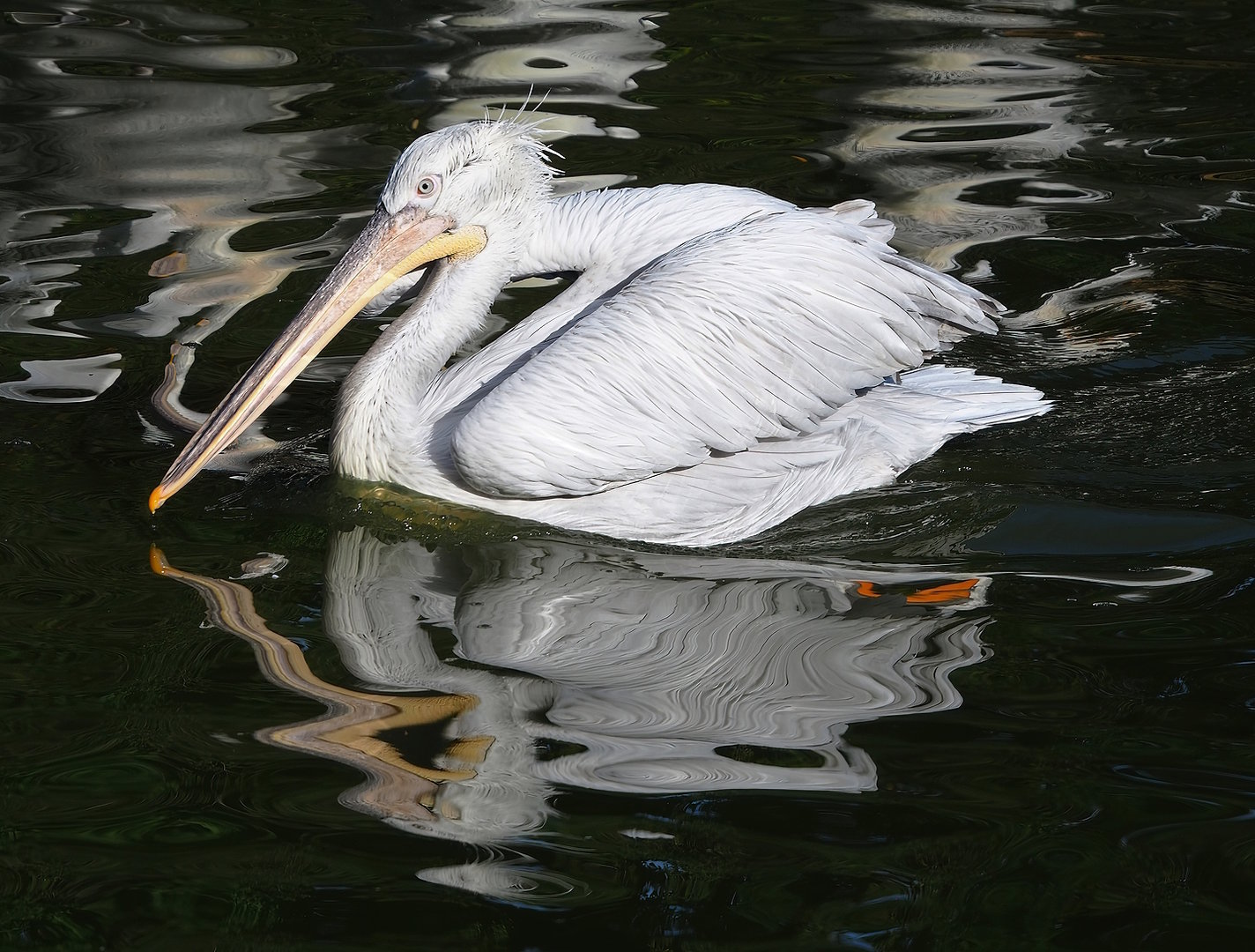 Dalmatian pelican (Pelecanus crispus), 2022-09-12