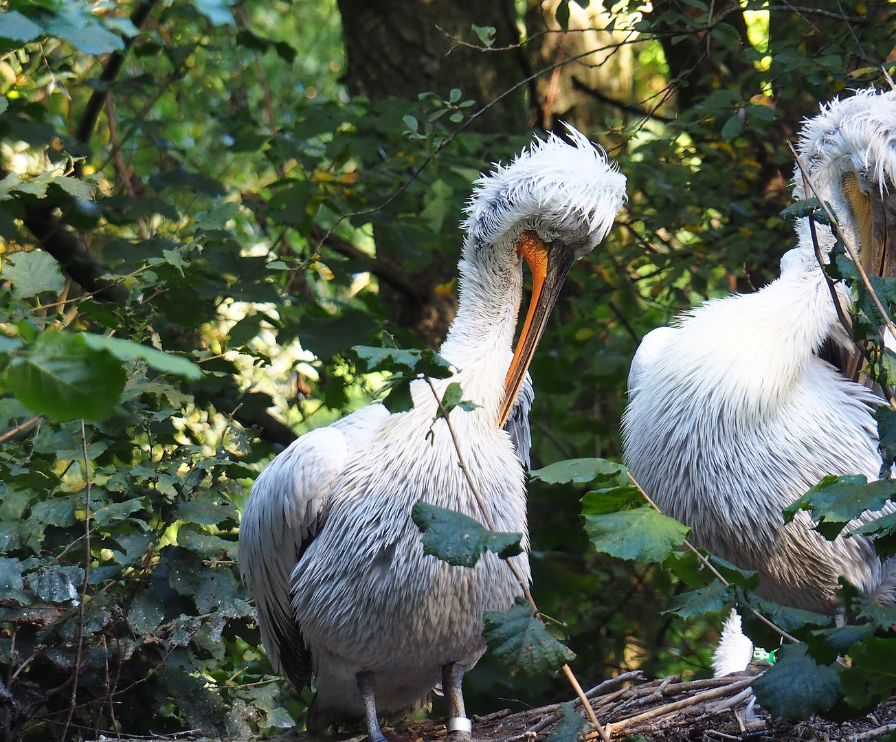 Dalmatian pelican (Pelecanus crispus), 2022-10-09