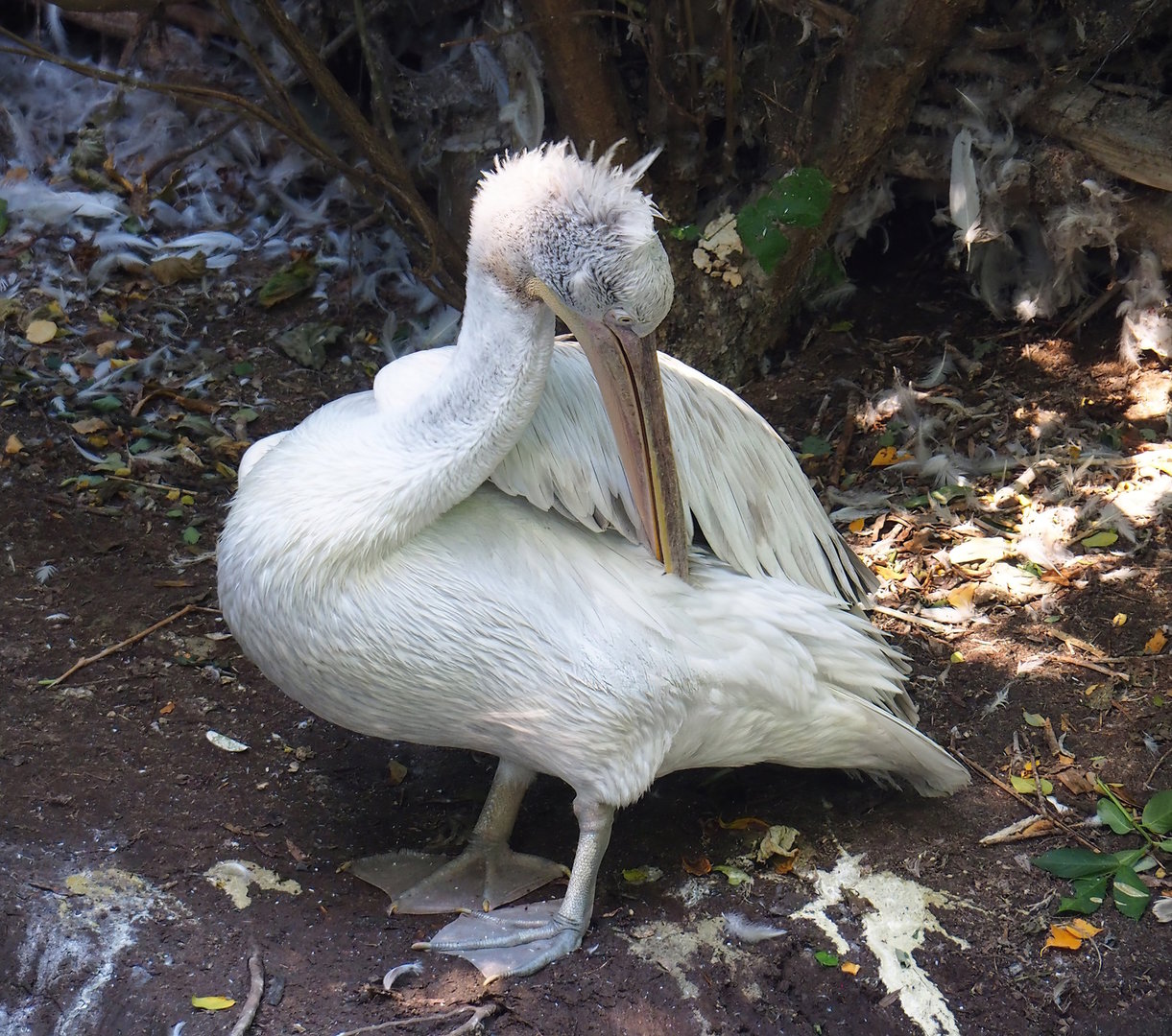 Dalmatian pelican (Pelecanus crispus), 2022-10-09