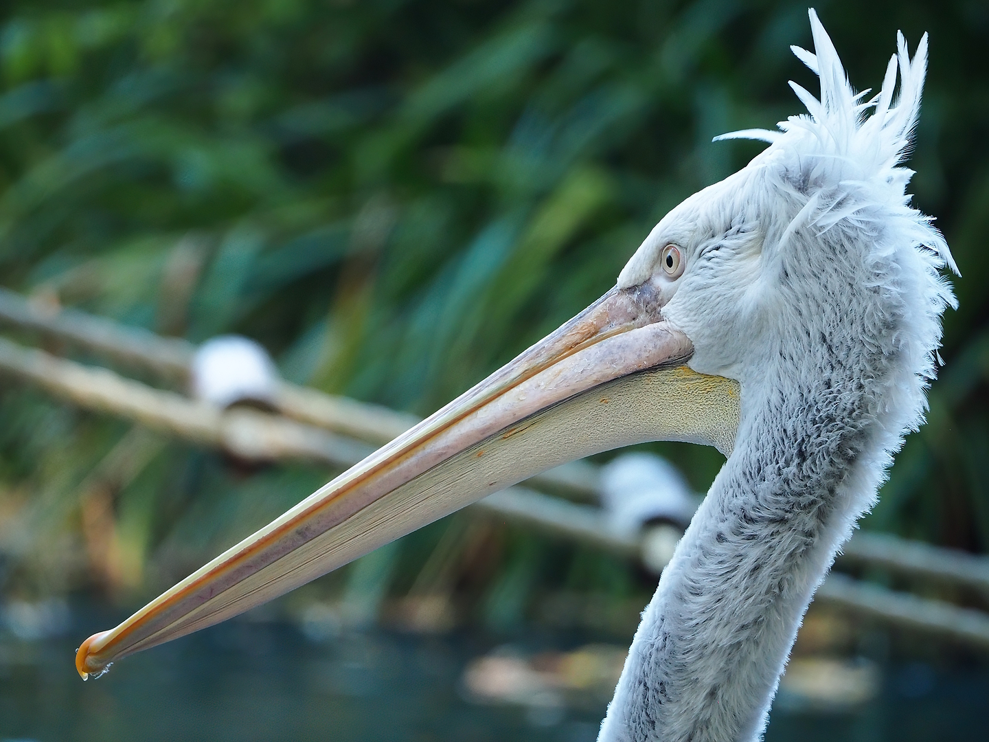 Dalmatian pelican (Pelecanus crispus), 2022-10-09