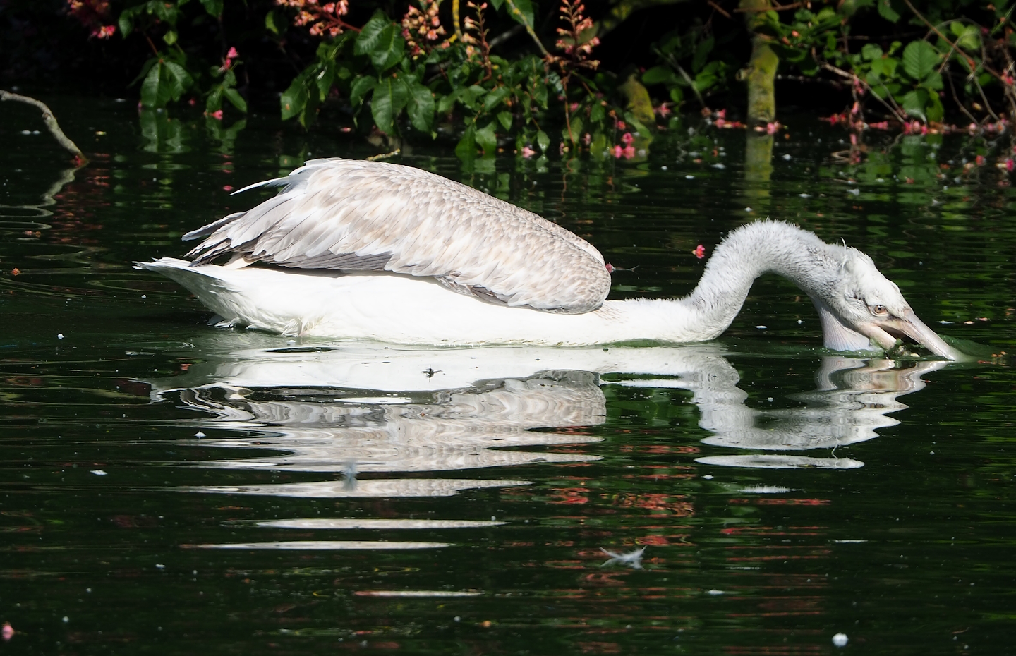 Dalmatian pelican (Pelecanus crispus), 2023-05-13