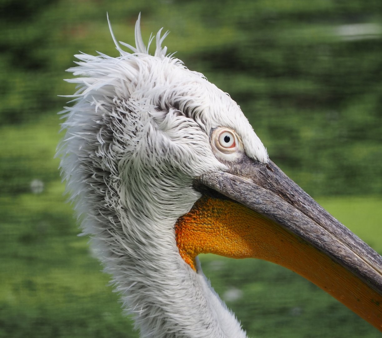 Dalmatian pelican (Pelecanus crispus), 2023-09-24