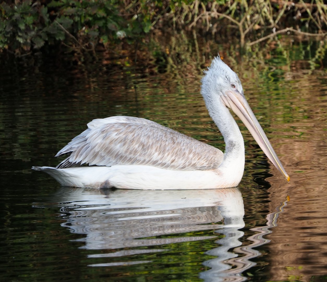 Dalmatian pelican (Pelecanus crispus), 2023-10-04