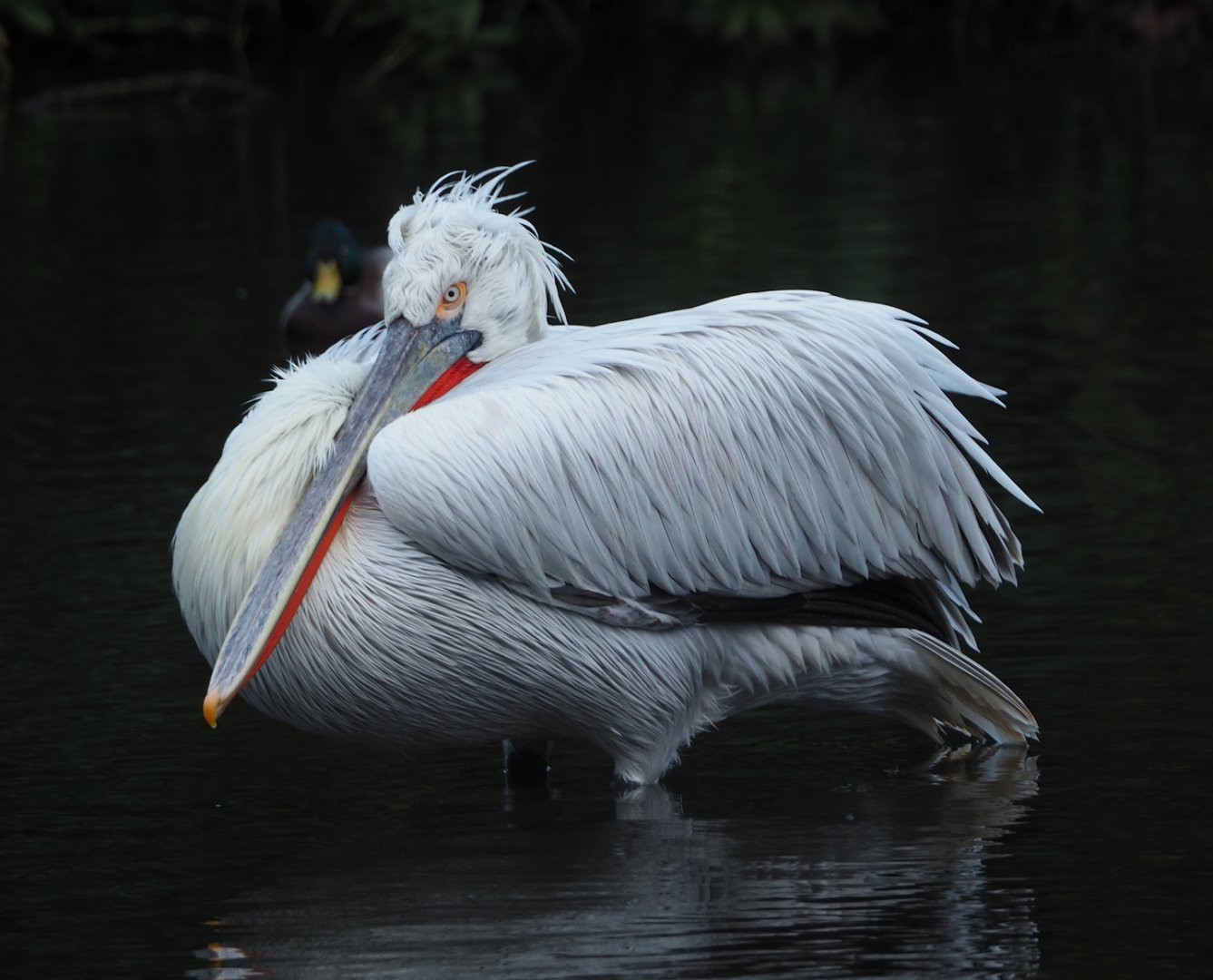 Dalmatian pelican (Pelecanus crispus), 2024-01-01