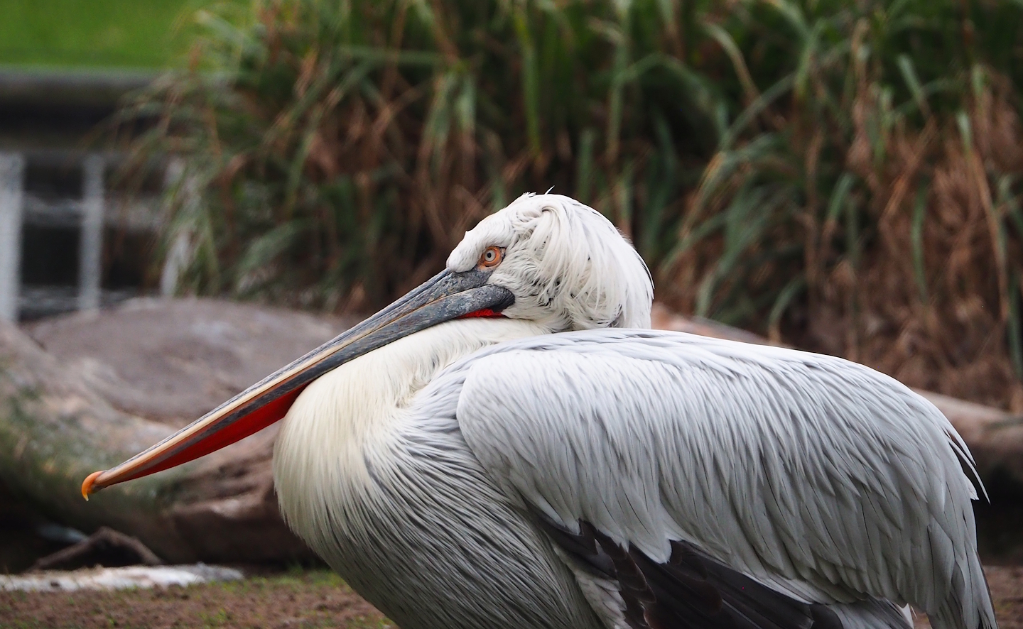 Dalmatian pelican (Pelecanus crispus), 2024-02-17