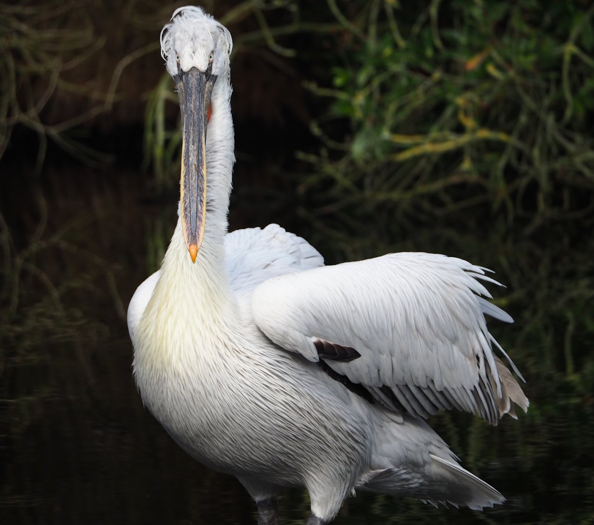 Dalmatian pelican (Pelecanus crispus), 2024-03-04