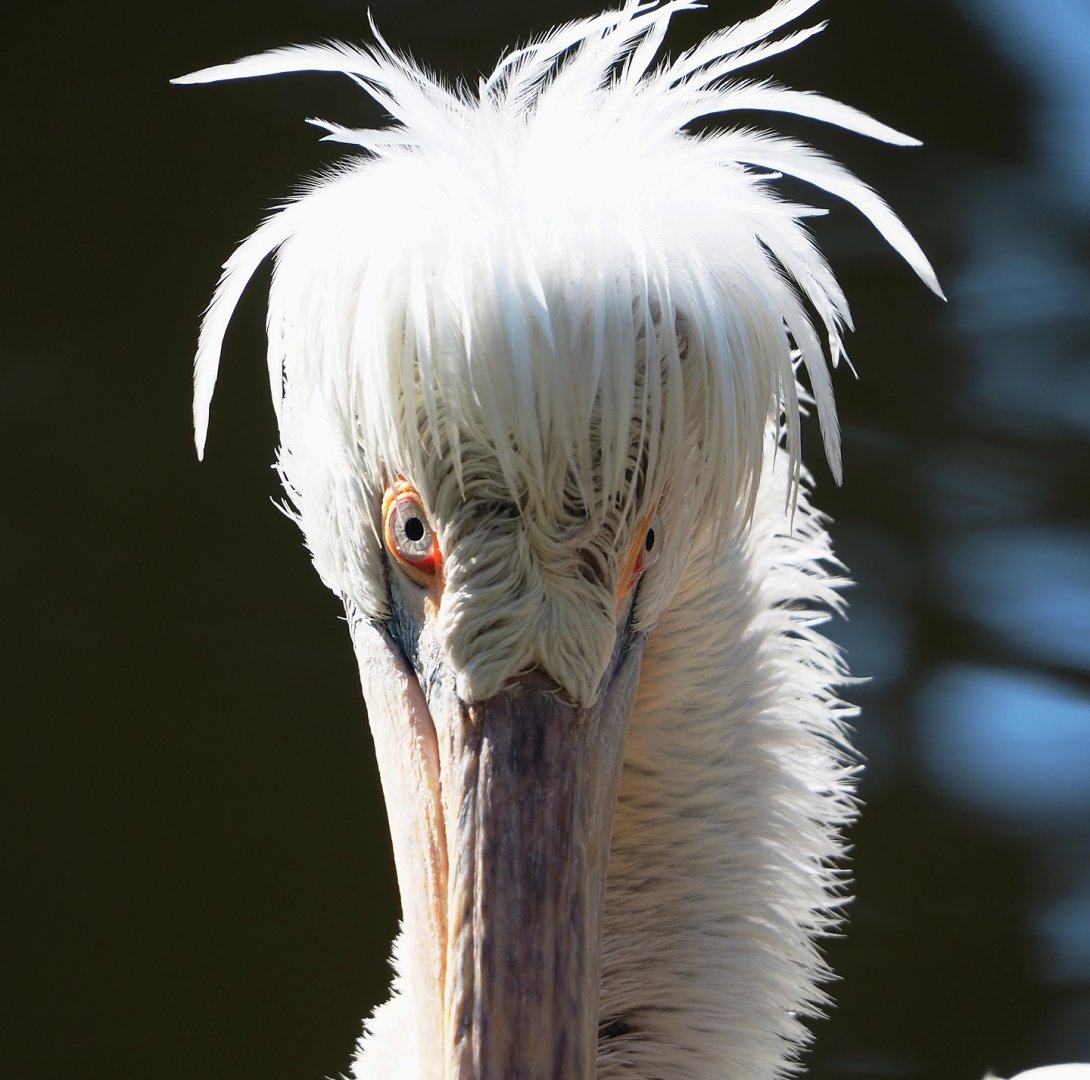 Dalmatian pelican (Pelecanus crispus), 2024-03-04