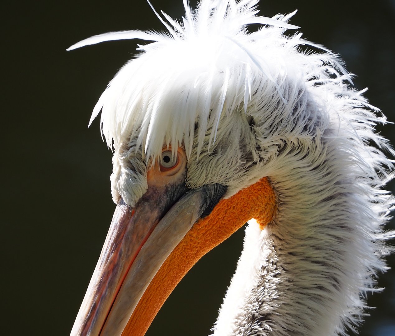 Dalmatian pelican (Pelecanus crispus), 2024-03-04