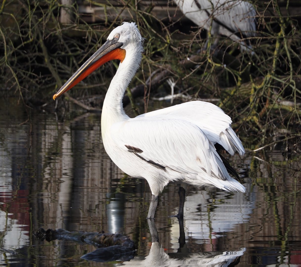 Dalmatian pelican (Pelecanus crispus), 2024-03-20