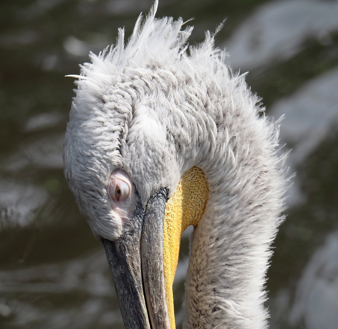 Dalmatian pelican (Pelecanus crispus), 2024-05-21
