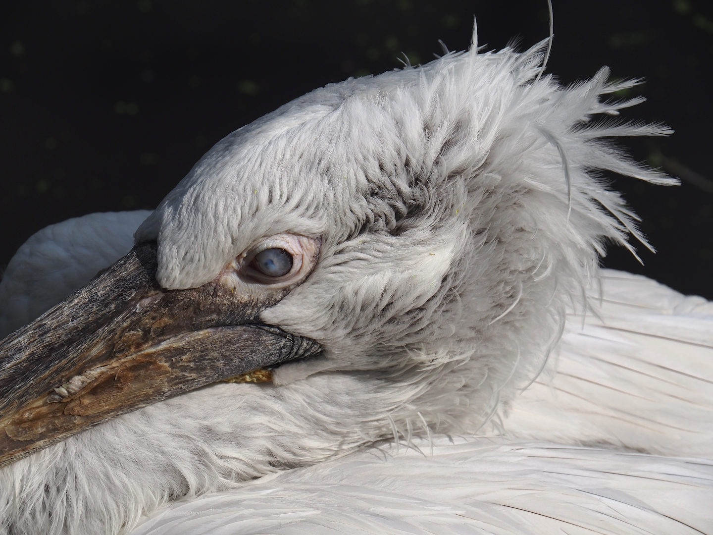 Dalmatian pelican (Pelecanus crispus), 2024-05-23