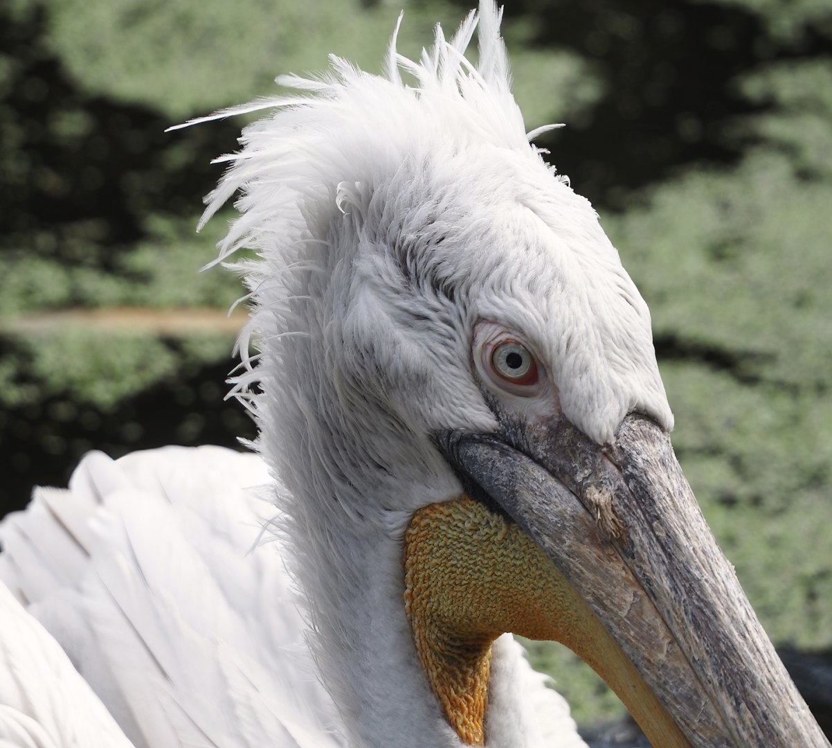 Dalmatian pelican (Pelecanus crispus), 2024-05-24