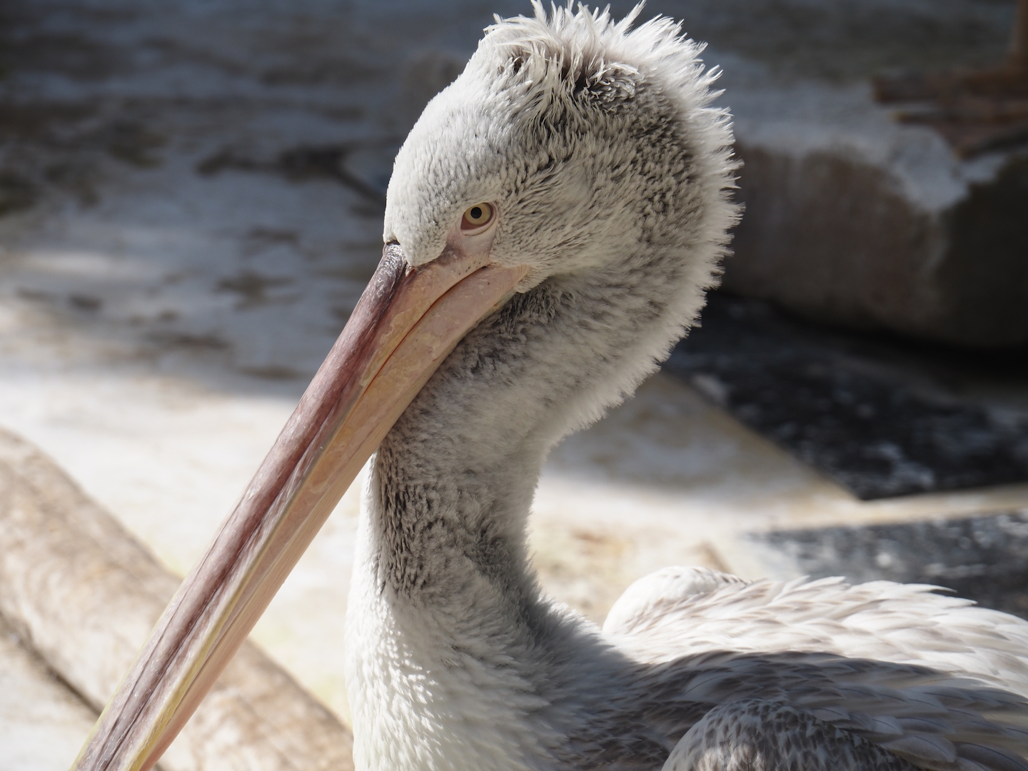 Dalmatian pelican (Pelecanus crispus), 2025-07-21
