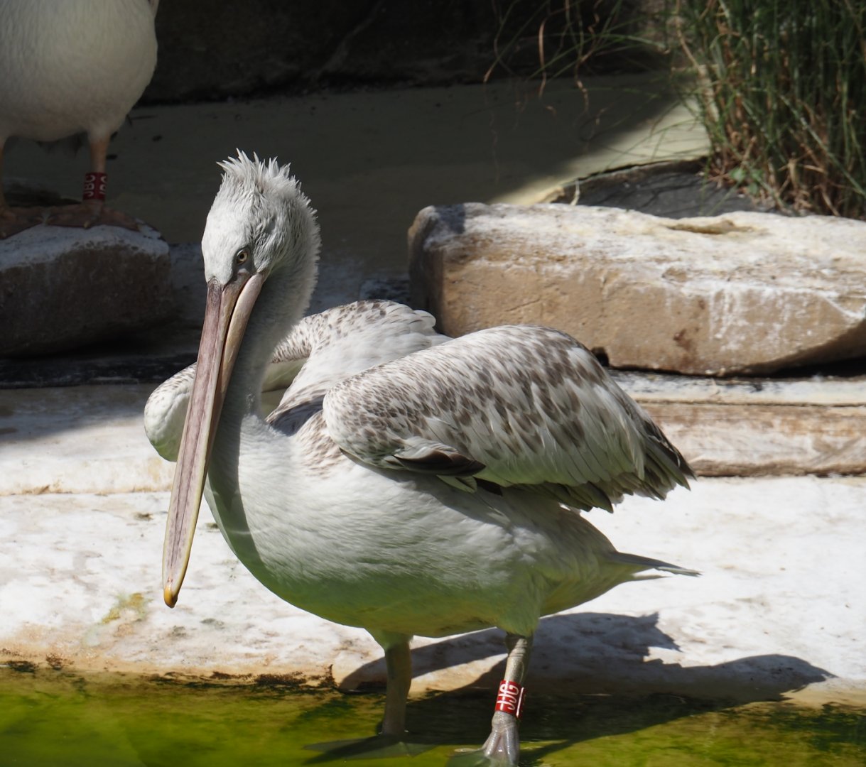 Dalmatian pelican (Pelecanus crispus), 2025-07-21