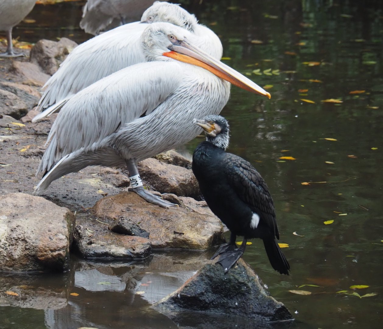 Dalmatian pelican (Pelecanus crispus) and Eurasian greater cormorant (Phalacrocorax carbo sinensis), Nov 10th, 2018