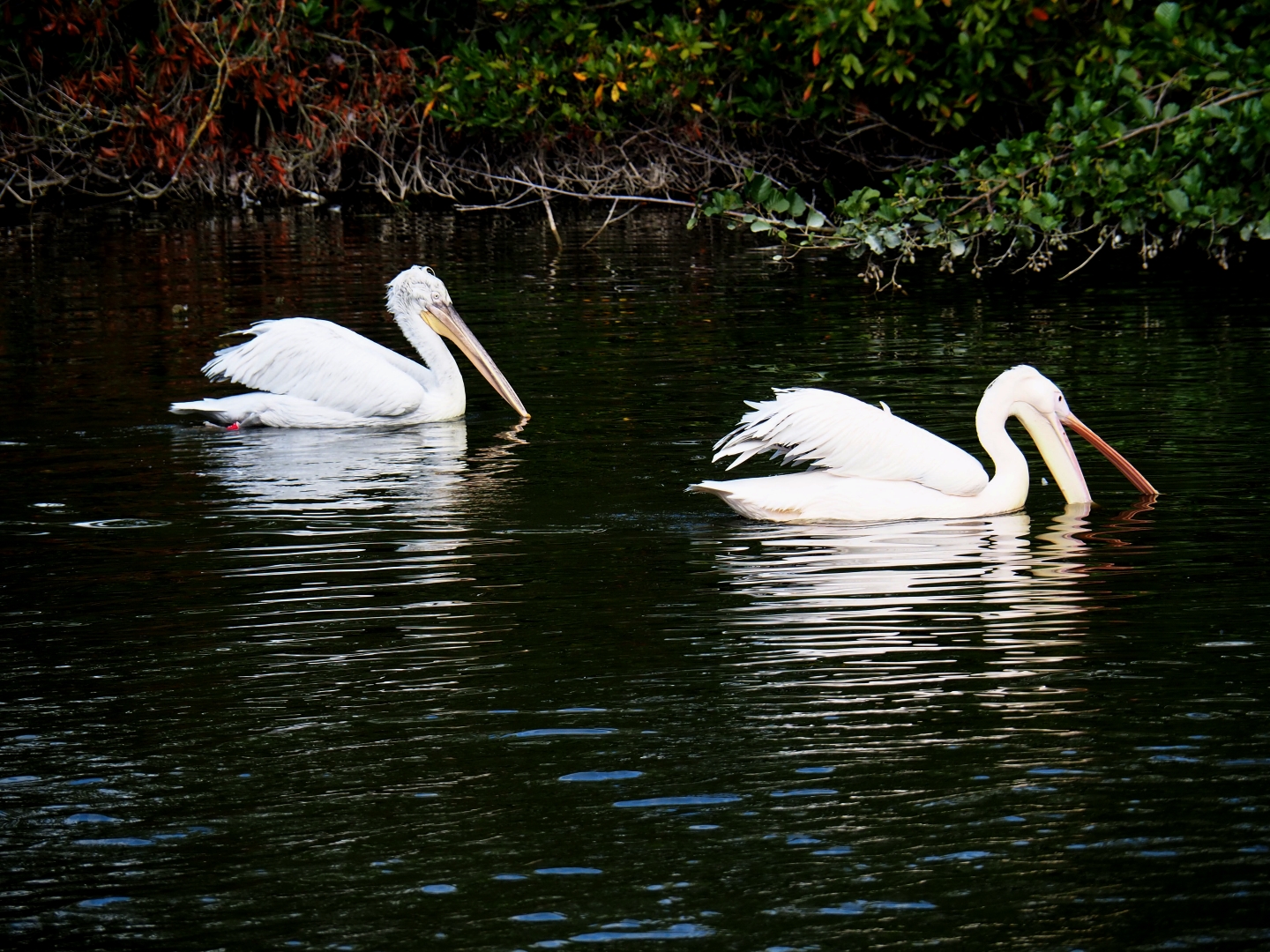 Dalmatian pelican (Pelecanus crispus) and great white pelican (P. onocrotalus)