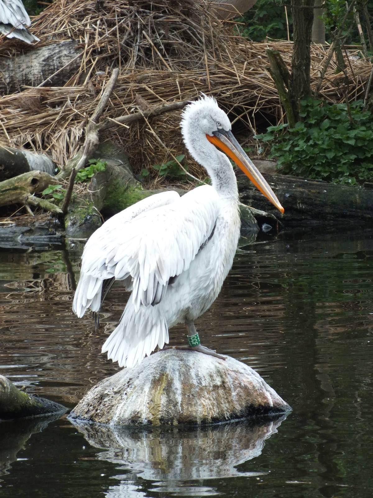 Dalmatian Pelican (Pelecanus crispus) at Zoo Leipzig - April 7th 2014