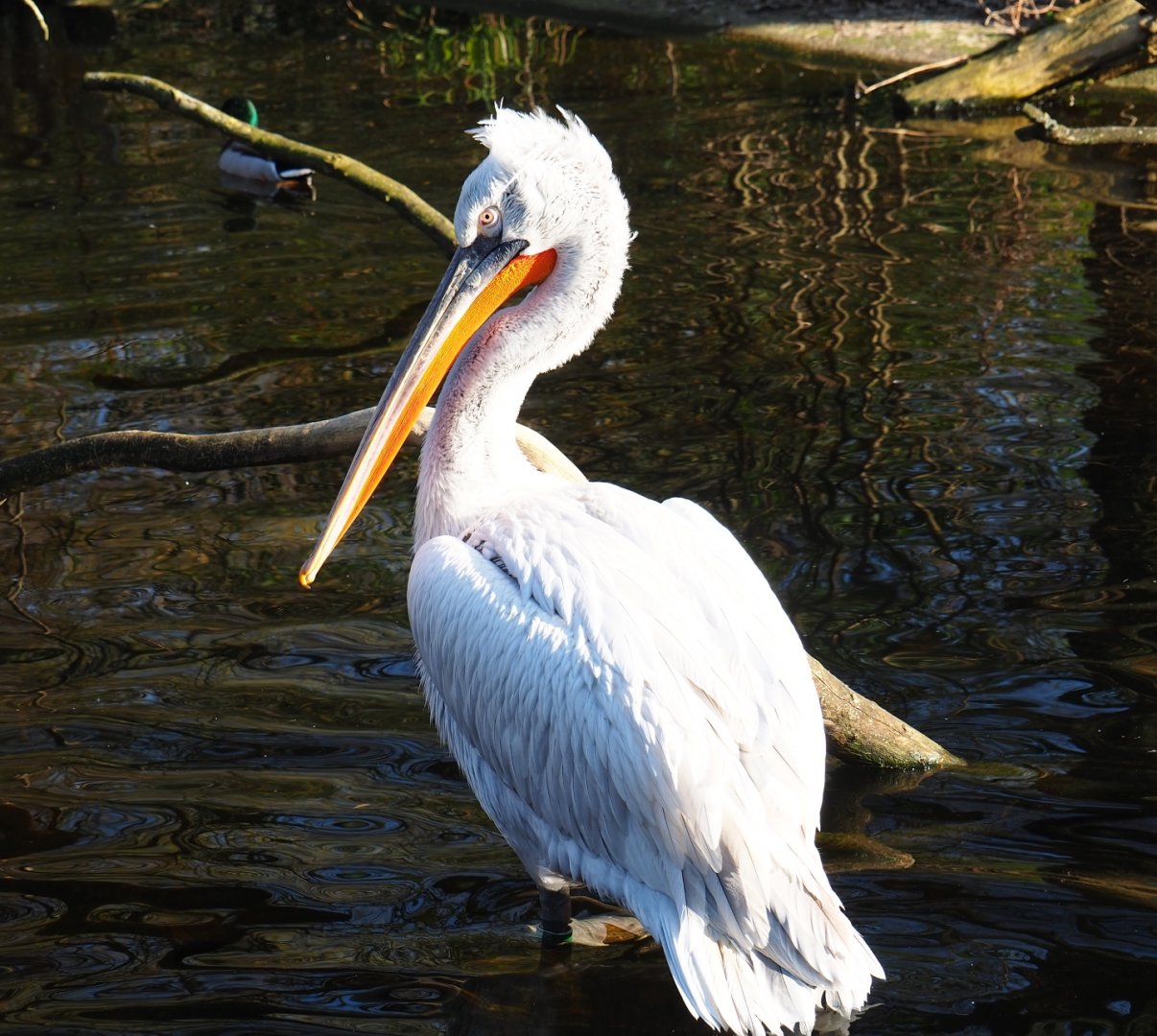 Dalmatian pelican (Pelecanus crispus), Feb 27th, 2019