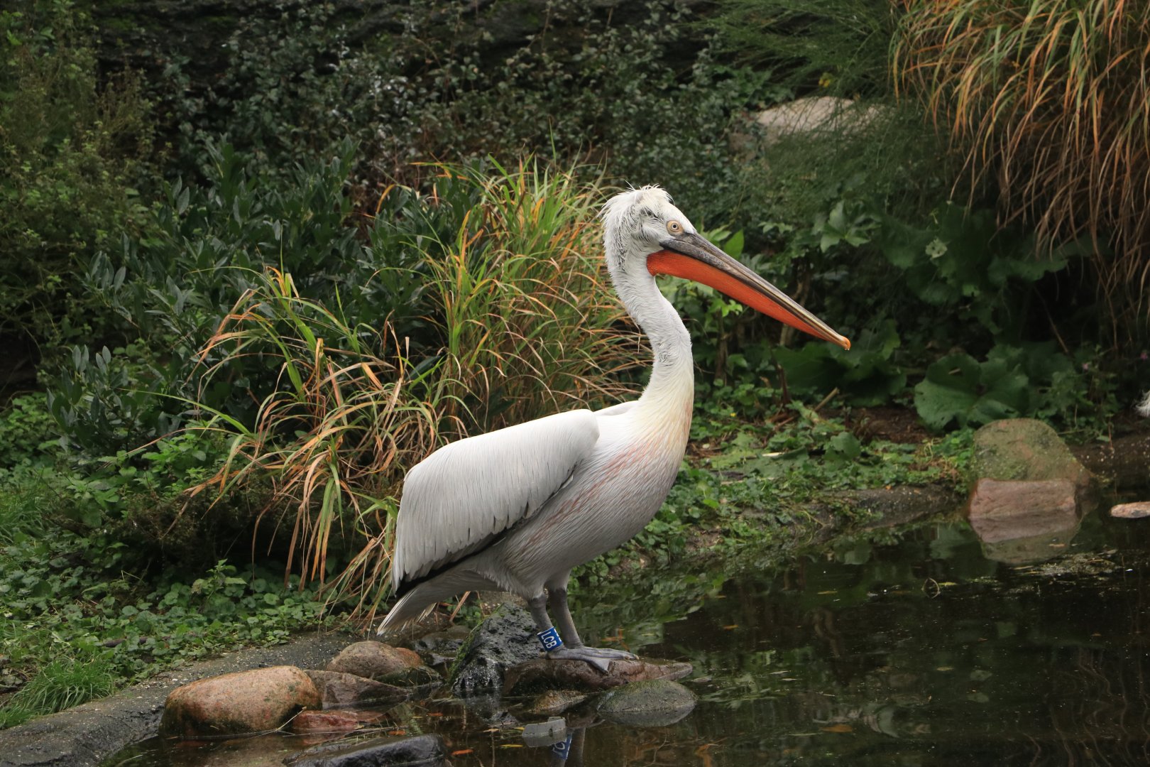 Dalmatian pelican (Pelecanus crispus) in Snavelrijk October 2020