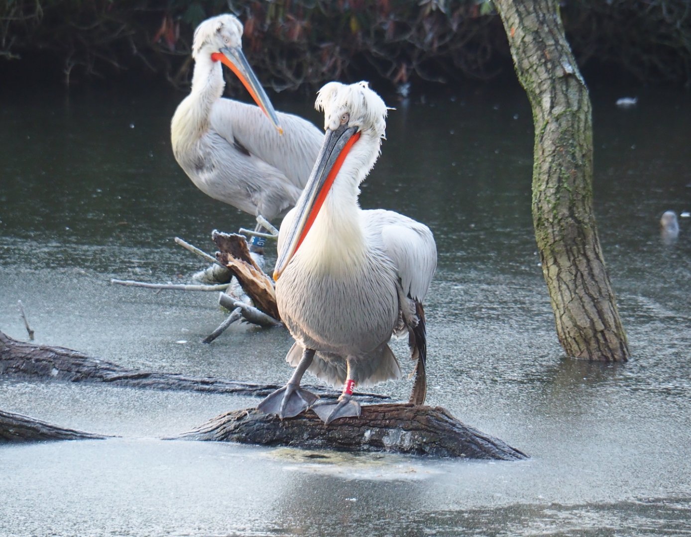 Dalmatian pelican (Pelecanus crispus), Jan 20th, 2019