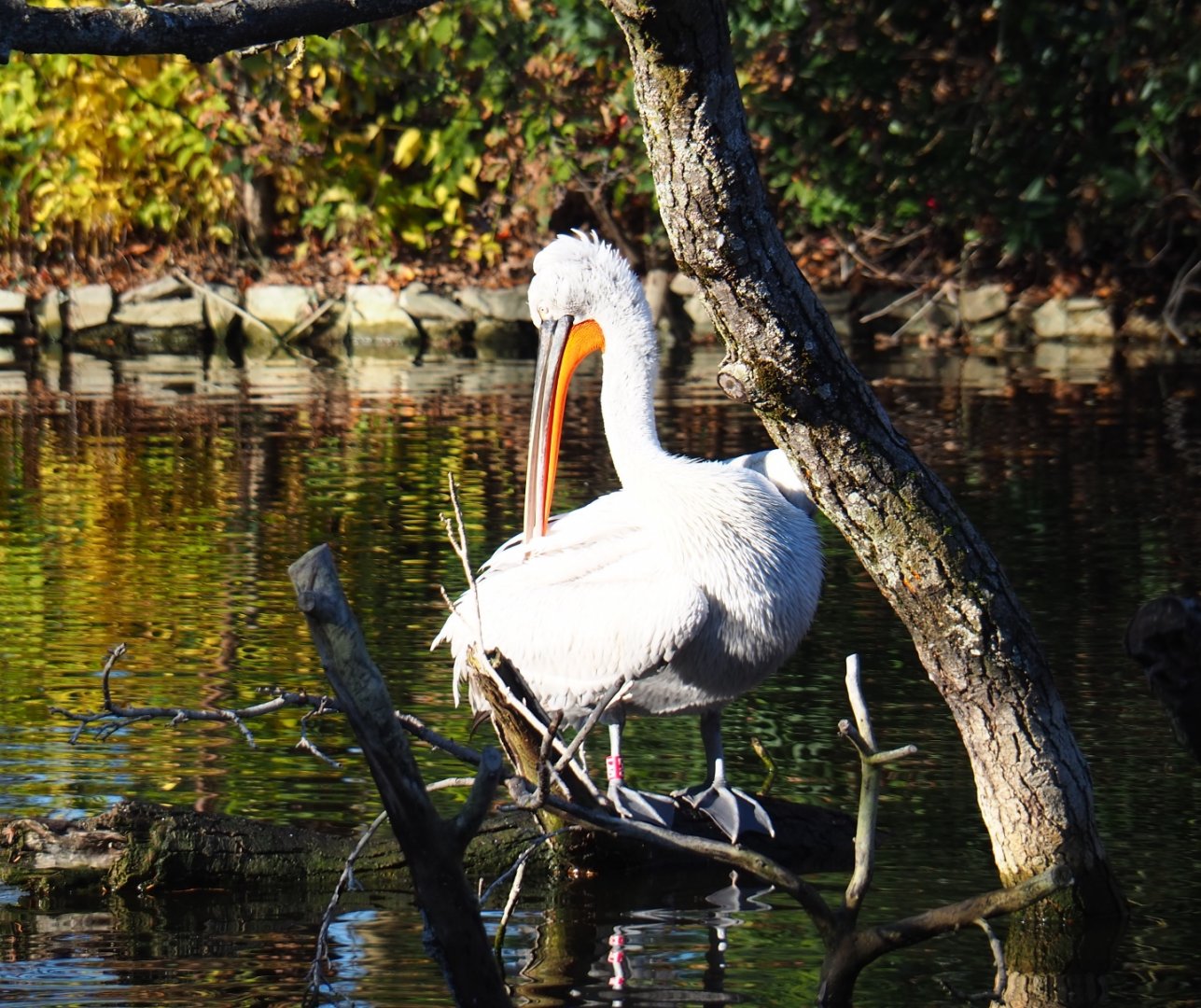 Dalmatian pelican (Pelecanus crispus), Nov 18th, 2018