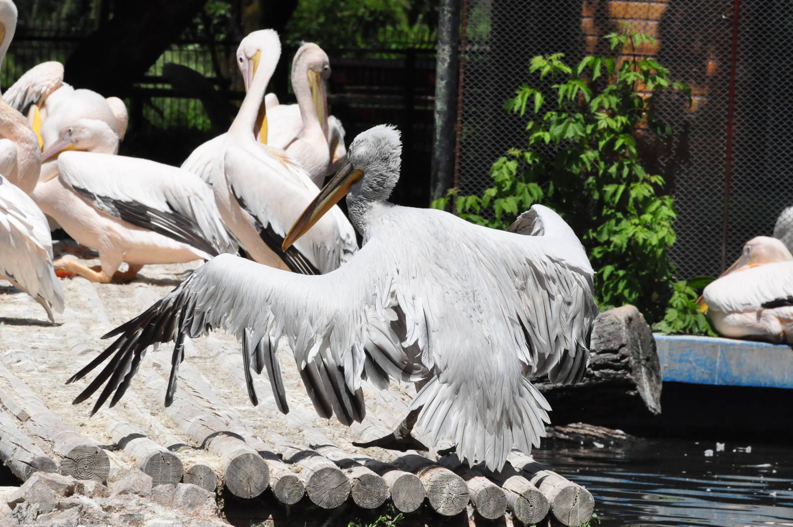 Dalmatian pelican/ Pelecanus crispus