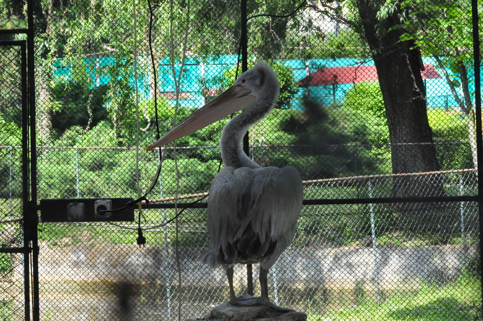 Dalmatian pelican/ Pelecanus crispus