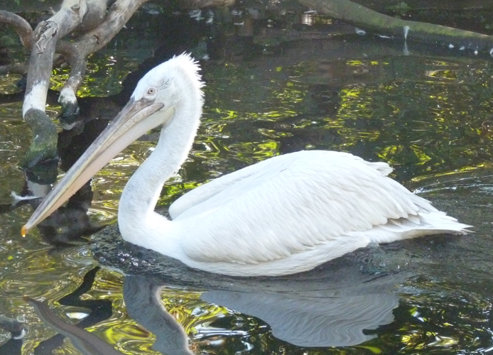 Dalmatian pelican (Pelecanus crispus)