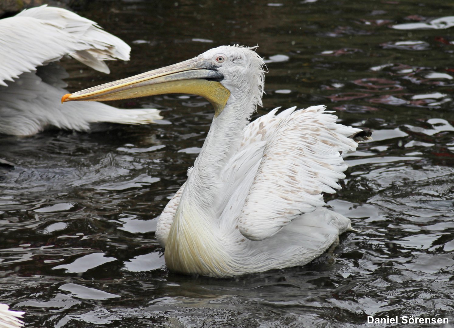Dalmatian pelican (Pelecanus crispus)