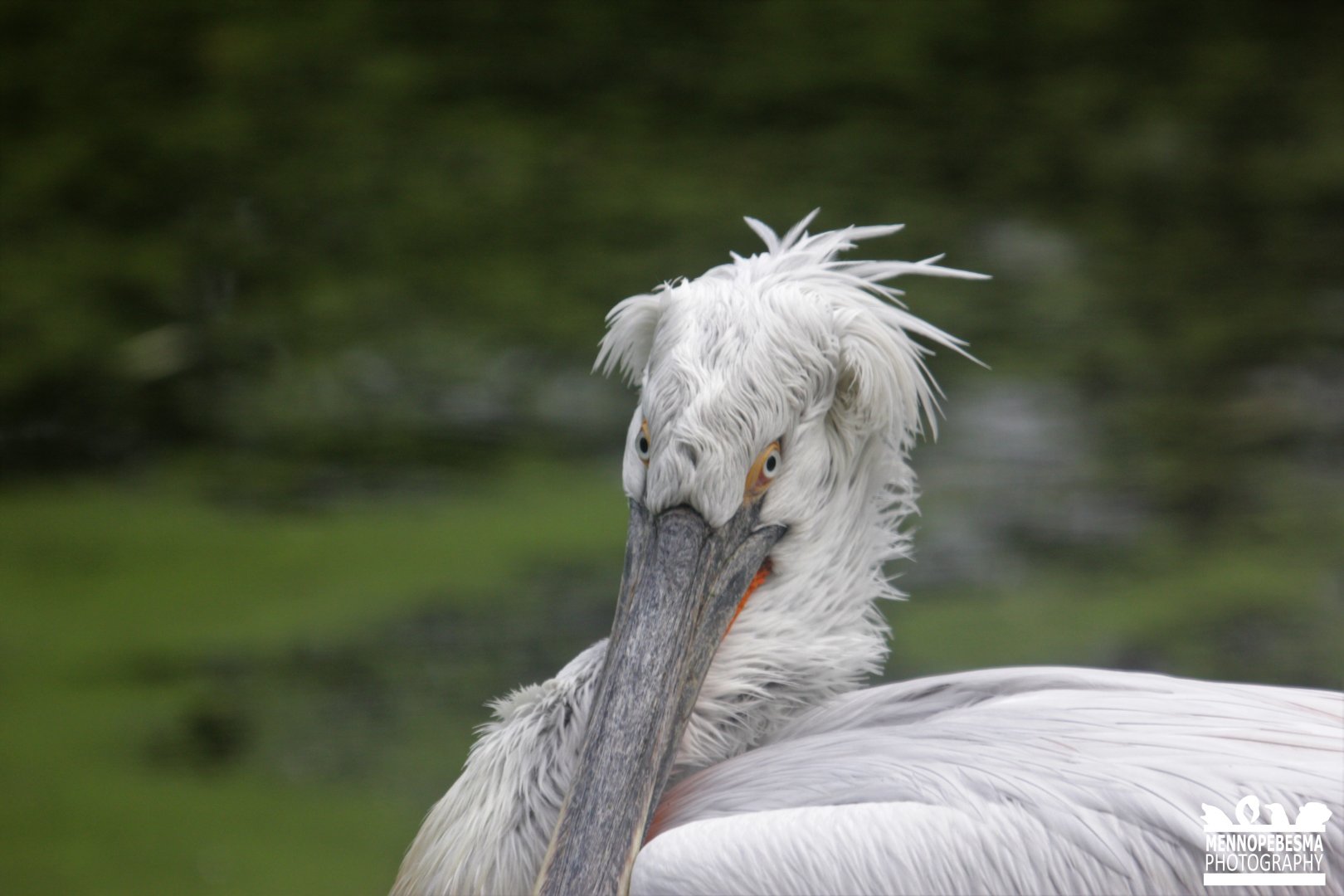 Dalmatian pelican (Pelecanus crispus)