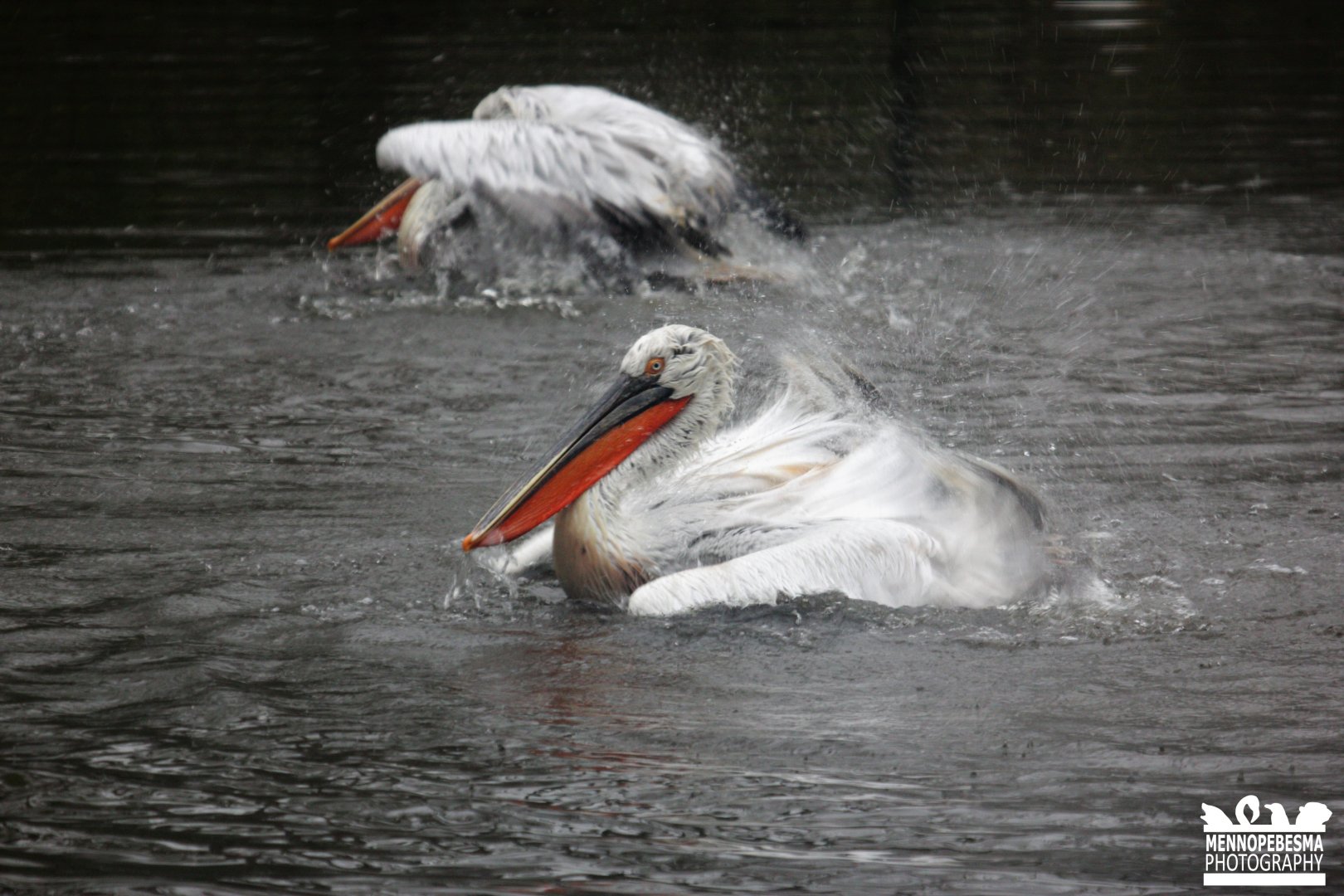 Dalmatian pelican (Pelecanus crispus)