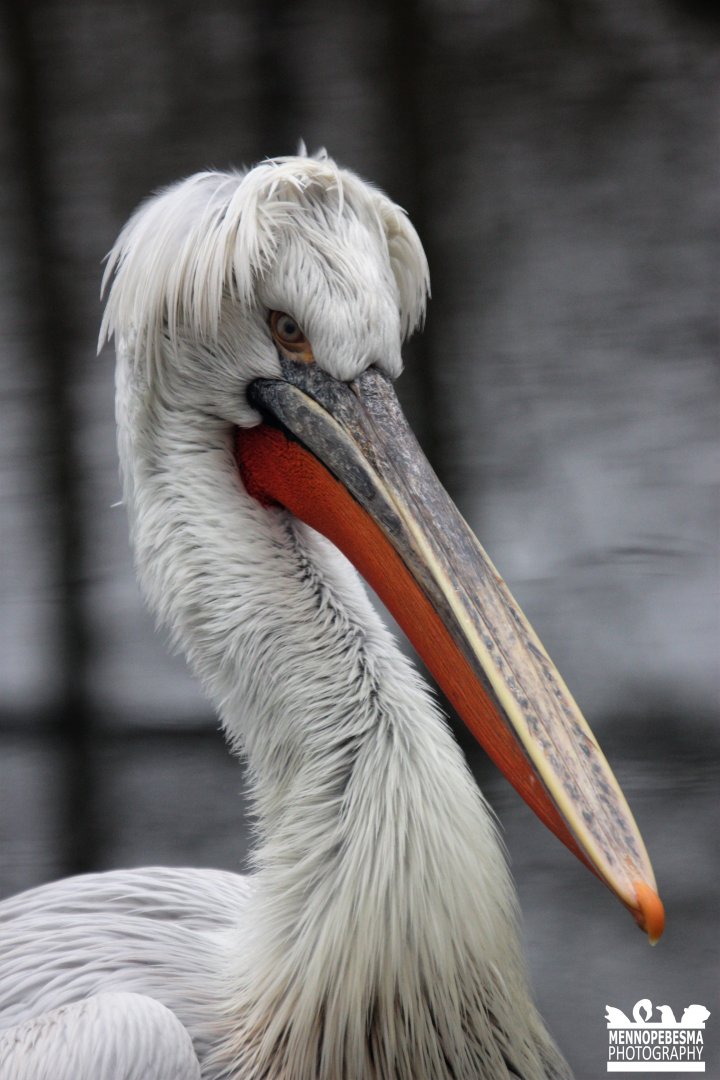 Dalmatian pelican (Pelecanus crispus)