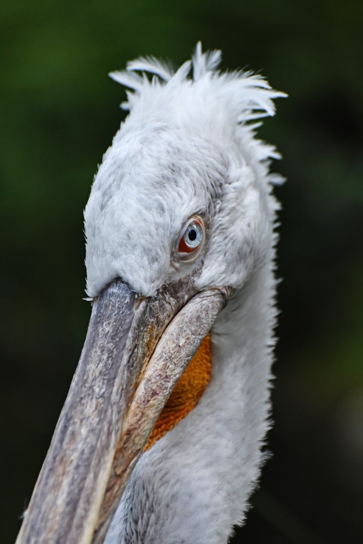 Dalmatian Pelican Pelecanus crispus