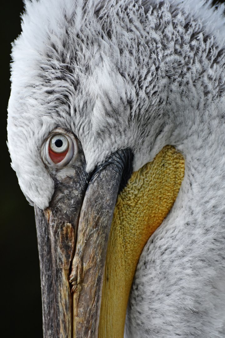Dalmatian Pelican Pelecanus crispus