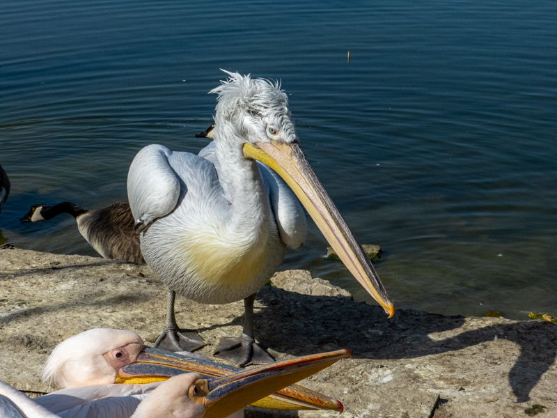 Dalmatian pelican / Pelecanus crispus